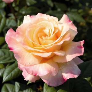 Róża wielkokwiatowa AQUARELL® - doniczka 2 l.