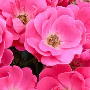 Róża okrywowa HOT PINK - goły korzeń klasa A