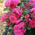 Hot Pink.jpg