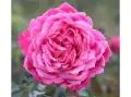 romantic-roses-alexandre-astier_nen_15093.png