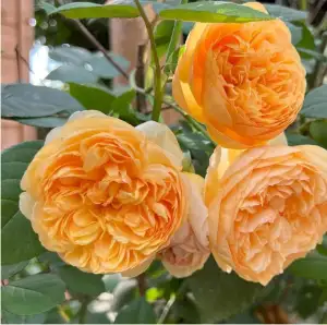 Róża angielska BRING ME SUNSHINE - goły korzeń klasa A
