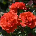 Westblick_2-DSC_0356.jpg