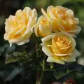 Luna rose.jpg