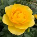 Here Comes The Sun Rose.jpg