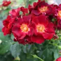 Gotha 1250 rose.jpg