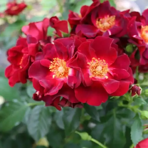 Gotha 1250 rose.jpg