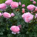 Darling rose.jpg