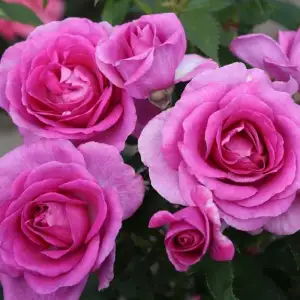 Róża rabatowa CLIVIA - goły korzeń klasa A