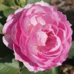 Róża rabatowa (Parfuma) Herzogin Dorothea - goły korzeń klasa A