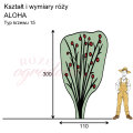 wymiary róży pnącej ALOHA