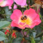 Róża miniaturowa BIENENWEIDE BICOLOR - goły korzeń klasa A
