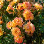 Róża miniaturowa BIENENWEIDE FRUITY® - doniczka 2 l. 