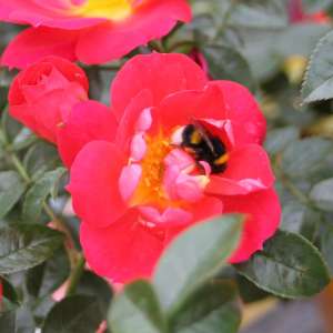 Róża miniaturowa BIENENWEIDE® HELLROT - doniczka 2 l.