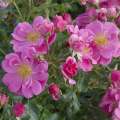 Róża Bienenweide Rosa ze szkółki rozeogrodowe.pl
