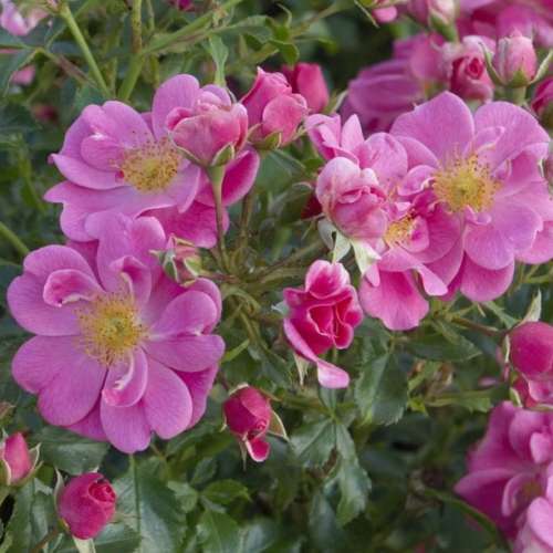 Róża Bienenweide Rosa ze szkółki rozeogrodowe.pl