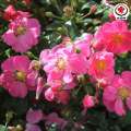 Obficie kwitnąca odmiana róży miniaturowej Bienenweide Rosa