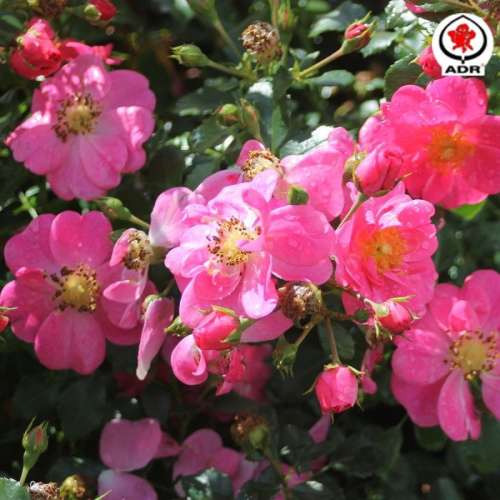 Obficie kwitnąca odmiana róży miniaturowej Bienenweide Rosa