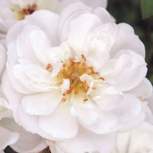 Róża miniaturowa BIENENWEIDE® WEISS - doniczka 2 l.