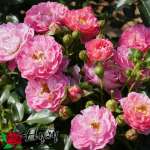 Róża miniaturowa CHARMANT® - doniczka 2 l.