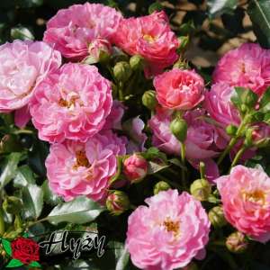 Róża miniaturowa CHARMANT® - doniczka 5 l.