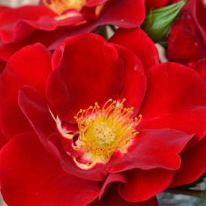 Róża okrywowa HORIZONT - doniczka 2 l.