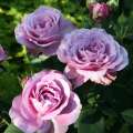 roza-miniaturowa-lavender-ice-kwiat-szkolka-rozeogrodowe.jpg