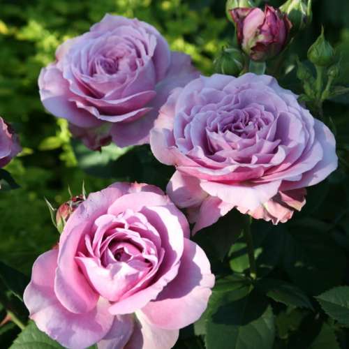 roza-miniaturowa-lavender-ice-kwiat-szkolka-rozeogrodowe.jpg
