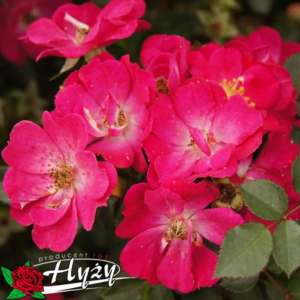 Róża miniaturowa LUPO® - doniczka 2 l.