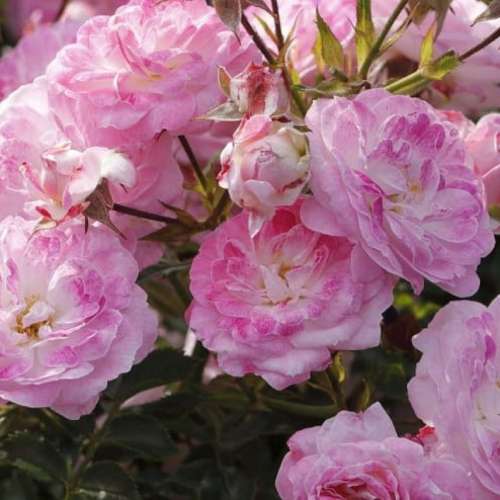 Miniaturowa róża Pinocchio