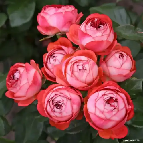 Róża miniaturowa Pompeji, czerwono-pomarańczowa, sprzedaż, wsyłka, róże ogrodowe, Kordes Rosen.jpg.webp