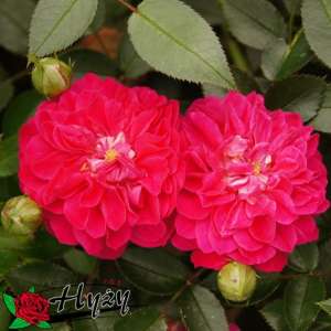 Róża miniaturowa ROXY® - doniczka 2 l.