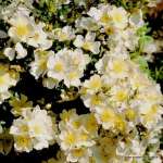 Róża miniaturowa SONNENRÖSCHEN® - doniczka 2 l.