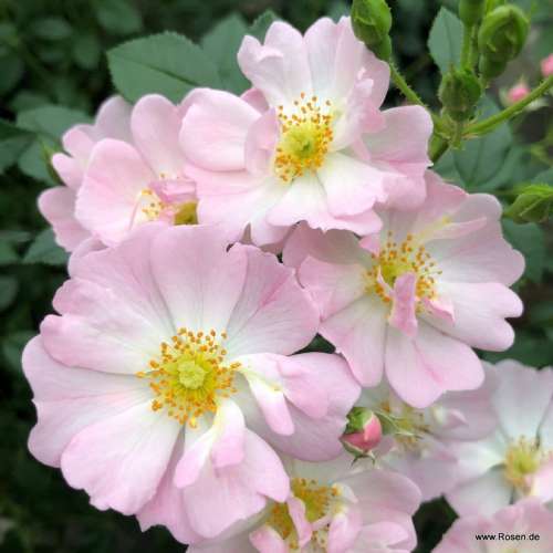 Jasnoróżowa pusta róża miniaturowa Sternenhimmel