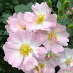 Róża miniaturowa STERNENHIMMEL® - doniczka 5 l.