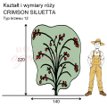 wymiary róży pnącej CRIMSON SILUETTA