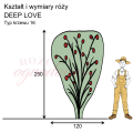 wymiary róży pnącej DEEP LOVE w sezonie 2025 w szkółce