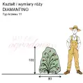 Wymiary i pokrój danej odmiany na podstawie obserwacji 3-letnich krzewów w sezonie 2025 w Więckowicach w gminie Wojnicz.