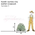 Rysunek przedstawia wymiary i pokrój róży Esprit D'Amour na podstawie obserwacji 3-letnich krzewów w sezonie 2025 w Więckowicach w gminie Wojnicz.