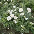 rosa-rugosa-schnee-eule-okrywowa-jadalna-biale-sadzonki-szkolka-grzegorz-hyzy.jpg