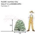 wymiary_SALUT A LUXEMBOURG.png