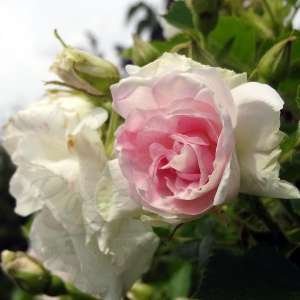 Rosa rugosa RITAUSMA