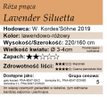 cechy róży Lavender Siluetta