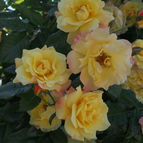 Moonlight róża pnąca, szkółka róż ogrodowych