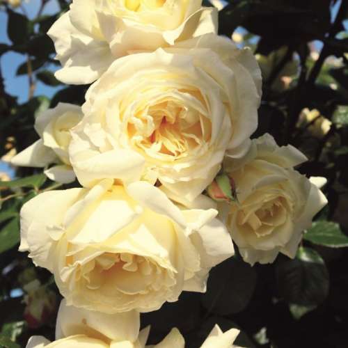 kremowe kwity róży pnącej Elfe, szkółka róz Hyży