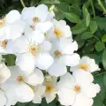 róża parkowa Esprit d`Amour biała