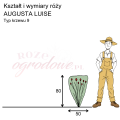 wymiary_AUGUSTA LUISE.png