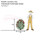 wymiary_THEODOR FONTANE ROSE.png