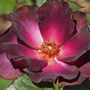 Róża parkowa CÓRKA DRAKULI  - doniczka 2 l.