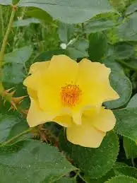 Róża rabatowa BUTTER&EGGS - doniczka 2 l.