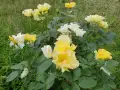 butter-and-eggs-5.jpg